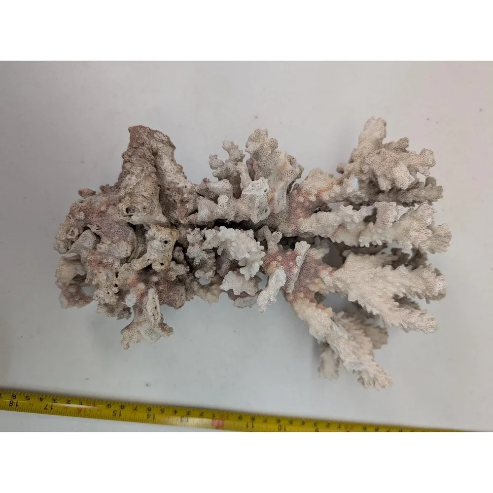 Natural White Coral Specimen Branching Reef Sea Decor Display Coastal Piece